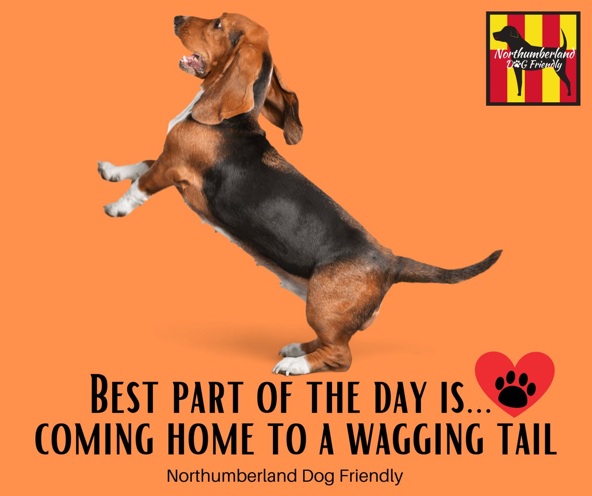 I love coming home to an excited tail-wagging welcome! It's the best 🐾