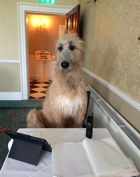 Bellingh4m's tweet photo. Rí is now available to take bookings for our selected open dates!! 😂 😍 He is the King of reservations today 🐾
#dogs #pets #irishwolfehound #castledogs #discoverbellingham https://t.co/ZWjUbav814