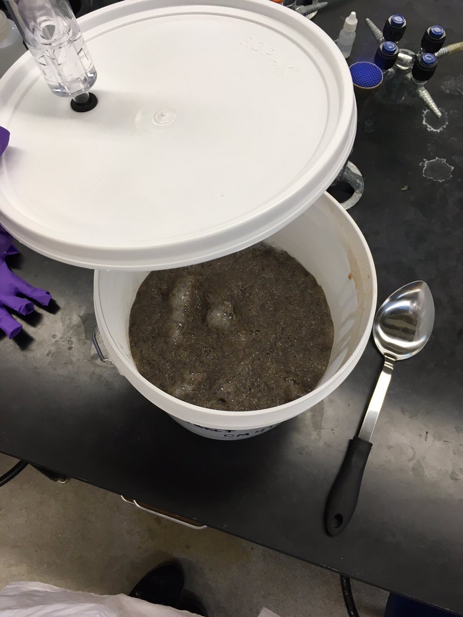 rebecca_g_ong's tweet photo. #FermentationLog Day 2 - Banana must (juice, yeast and misc going into fermentation) looks really gross - very gray and foamy. It still smells like bananas but also yeast (so good sign!) Students are skeptical that this could taste good. #bioprcessinglab https://t.co/UCxfzISwvs