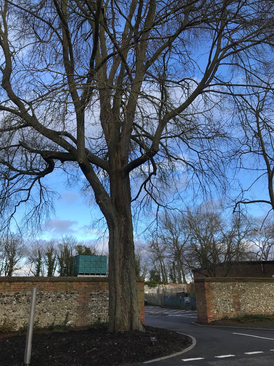 WTJohnTucker's tweet photo. Delighted to come across this fine wych elm near Wallingford, there's life in the species yet! Recorded on the #conservationfoundation great elm project. https://t.co/qe3LGMwbsX