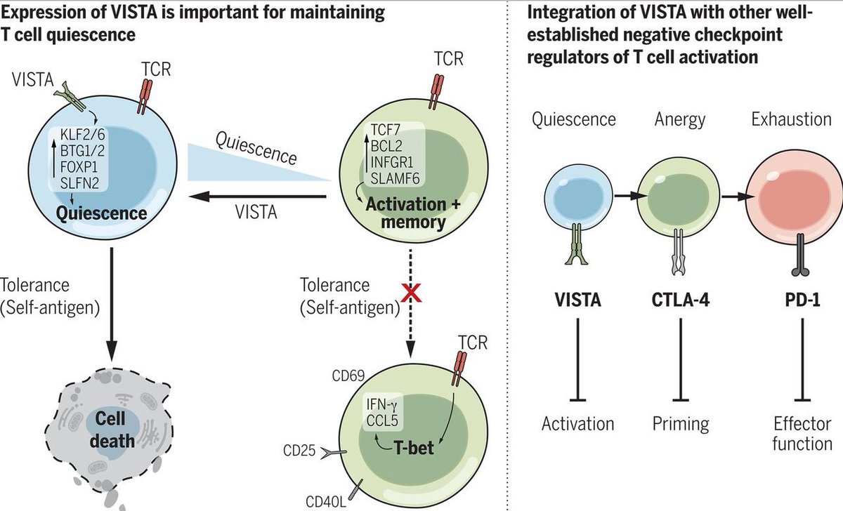 mmw_lmw's tweet photo. VISTA is a #Checkpoint_Regulator for naïve #T_cell_Quiescence and #Peripheral_Tolerance | Randy Noelle @GeiselMed @sciencemagazine https://t.co/2PQIChjm11 | #2020_Jan_ReCap https://t.co/KJaBX5Ien3