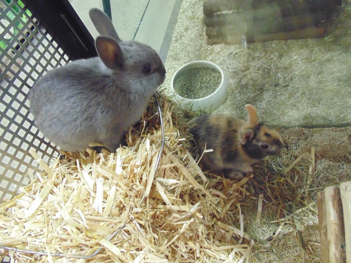 ANIMOTOPIA's tweet photo. #lapin #lapinbelier #lapintoy #lapinextranain #passionlapin #rabbit #rabbitslove #animotopia #animalerie #plouigneau #morlaix #finistere #bretagne #breizh #bzh #animaux #passionanimal https://t.co/7hECDABvq6