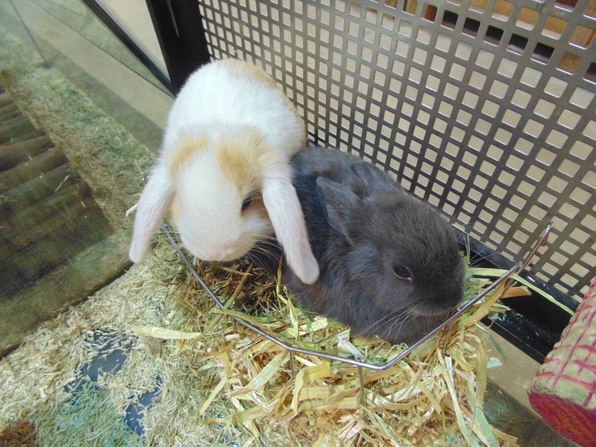 ANIMOTOPIA's tweet photo. #lapin #lapinbelier #lapintoy #lapinextranain #passionlapin #rabbit #rabbitslove #animotopia #animalerie #plouigneau #morlaix #finistere #bretagne #breizh #bzh #animaux #passionanimal https://t.co/7hECDABvq6