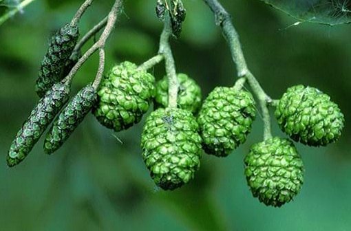 ольха 13. ольха клейкая — alnus glutinosa (l. ольха 13. ольха черная (клейкая) alnus glutinosa (l. дагестанский ольха.