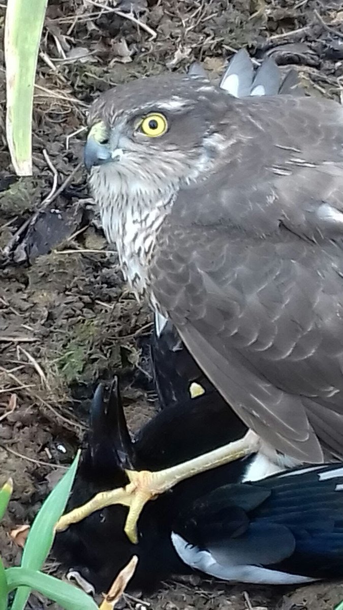 Adrian Hoare. Sparrow Hawk and Magpie in Dilwyn North Herefordshire .