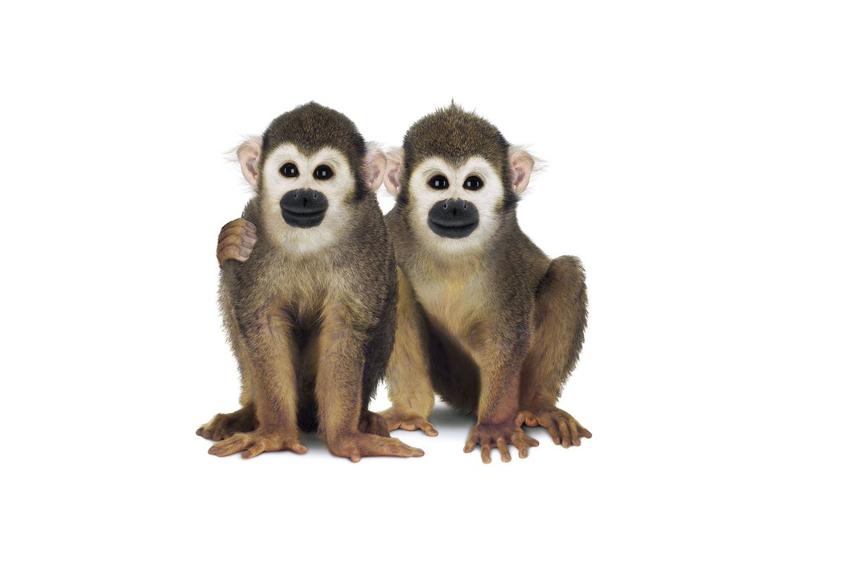 TELUS's tweet photo. Monkeys are natural community builders - a great example of how we’re #AllConnectedForGood to create stronger, healthier communities. #20YearsOfGood 🐒 https://t.co/GUKUmhpbWR https://t.co/Iy5zXsEbKJ