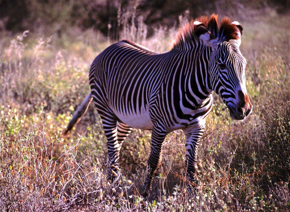 A Grevy's zebra standing in tall grass facing the right side of the frame. It has black and white stripes on its coat and a crest of black and white hair going down its head and neck.