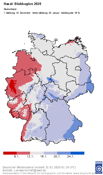 DWD_klima's tweet photo. Der #Phänologische #Vorfrühling ist in vollem Gange: #Blühende #Haseln, #Schneeglöckchen und #Erlen werden von den #DWD #Pflanzenbeobachtern vermehrt gemeldet. Wichtig sind diese Daten u.A. für die #Pollenflugvorhersage. https://t.co/jBtNeBbhGx