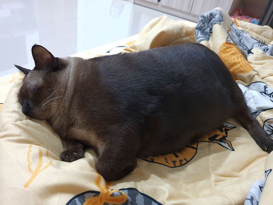 ดำเกิง555555
นึกว่าลูกควาย