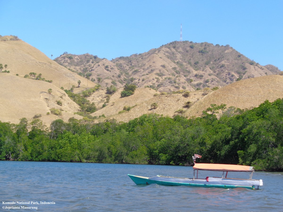 Magrove swamp in Indonesia