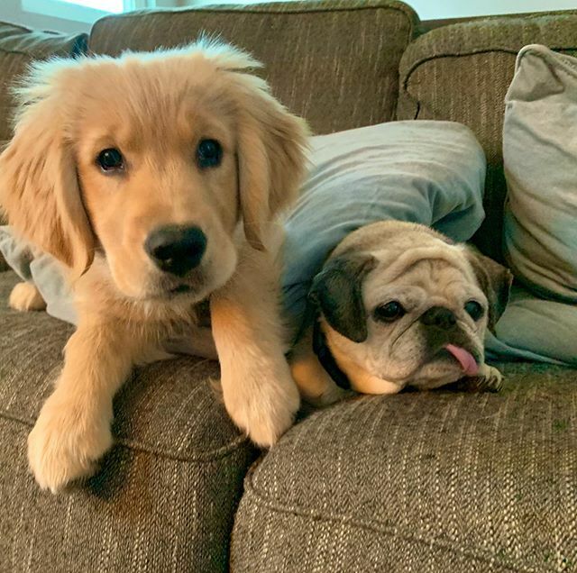 jwitteone's tweet photo. My old girl is not thrilled with this situation.
#puppysitting
#puglove
#rescuepug
#anniethepug
#carathegolden https://t.co/iabE7mv3qB https://t.co/8Bnc1NbCqr