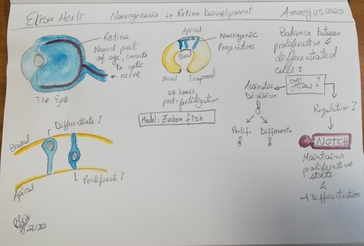 romana_yanez's tweet photo. #AMEEGUS is an annual meeting of the @IGCiencia PhD students. A very good oportunity to get to know better what everyone is working on. And a good event to practice illustration. Inspired by @CireniaSketches https://t.co/4vfV2aBxFC