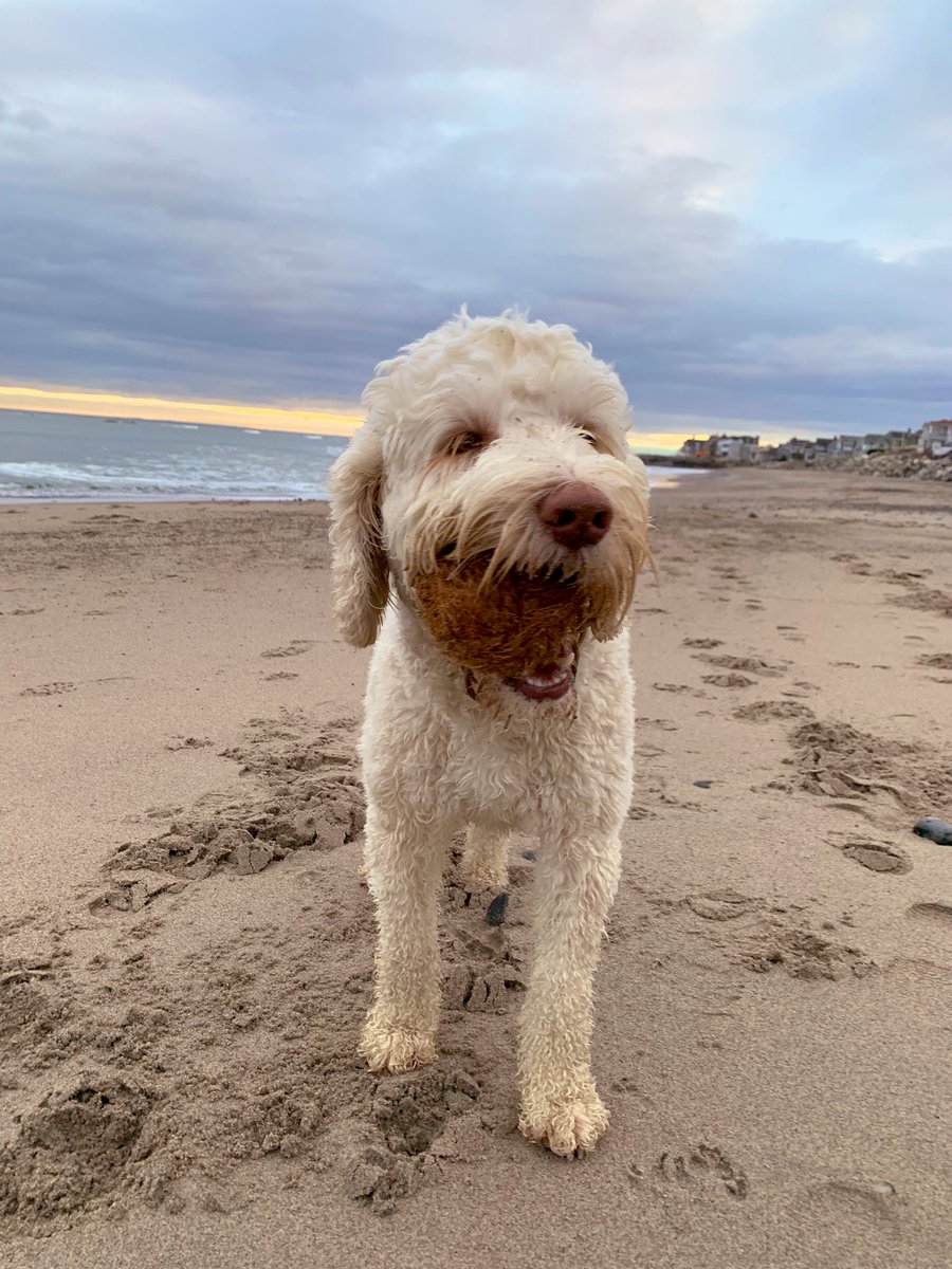 CocoChewLLC's tweet photo. #HappyFriday everyone! We can’t wait to relax and hit the beach with our pups this #weekend! 🐕🥥🌴☀️
#CocoChew #CoconutDogToy #Brushnaturally #dentalhealth #dental #dogtoy #ecofriendly #natural #Sustainability #DogsofTwittter #dogs #beachlife #beachdog #weekendhappy #weekendmood https://t.co/xtJw12XNiY