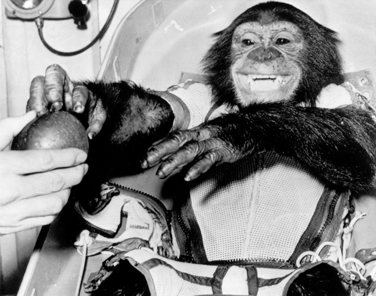 Anyway, Ham the space chimp did great on his mission! His short sub-orbital mission paved the way for Alan Shepard’s flight aboard Freedom 7 about three months later. Here's a photo of someone giving Ham an apple after he was pulled from the Atlantic  #OTD in 1961.Source: NASA
