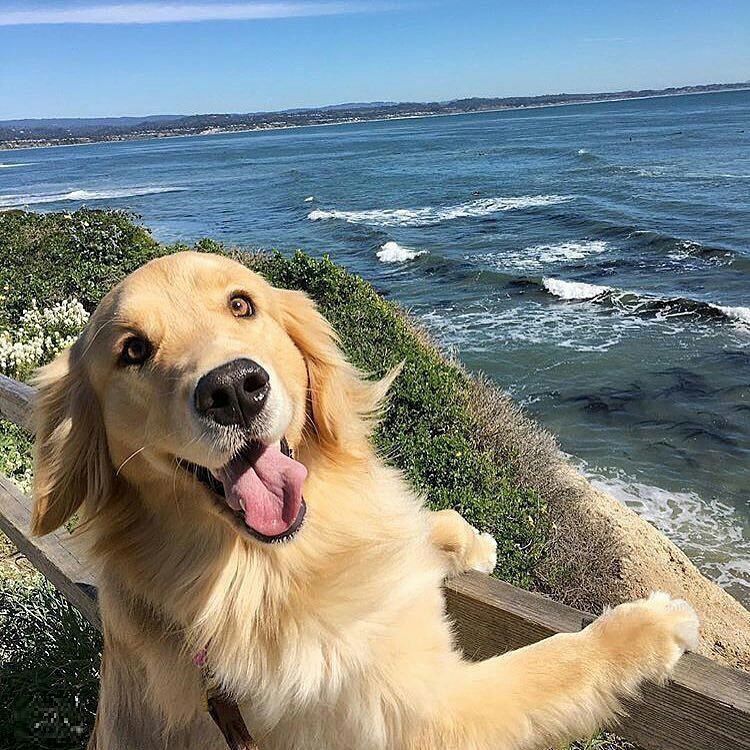 BuckheadPetPals's tweet photo. All smiles today because it's FRIDAY! https://t.co/SEbz24eR9Q