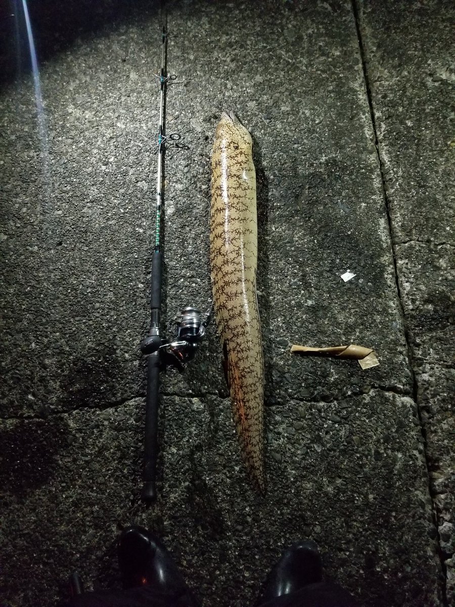 三嶋和食 わ うつぼが大人気になってきたので 質の良きもの食べていただきたく 荒れた海で釣りあげる うつぼ釣り専門 うつぼ 三島市 沼津市 静岡県 うつぼが食える店