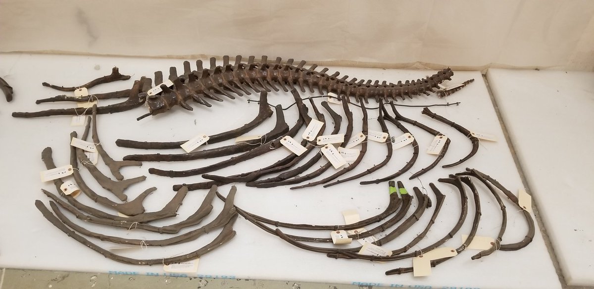 Monoclonius's ribs and tail with labels on top of foam