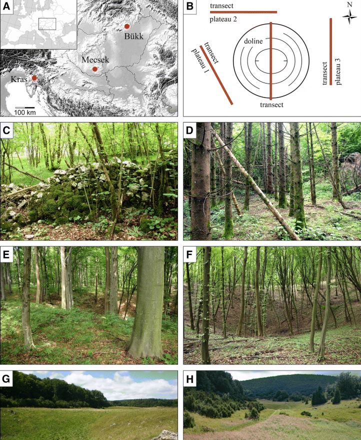 TMTSpringer's tweet photo. Anthropogenic disturbances alter the conservation value of karst dolines ➡https://t.co/dDN2n7FVXY⬅ #SNBIOC #SpringerNature #BiodiversityConservation #openaccess #karstdepression #microrefugia #safehaven #climatechange #vegetation #vulnerablespecies #karstdolines https://t.co/oESsShyoHV