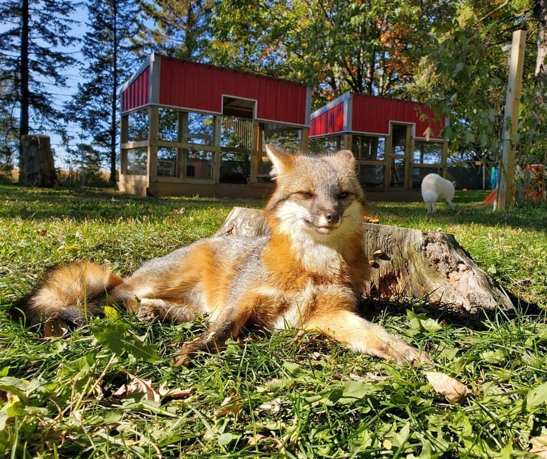 More from Mikayla's foxes... they come in all colours   http://instagram.com/saveafox_rescue   #AnimalWelfare  #rescued