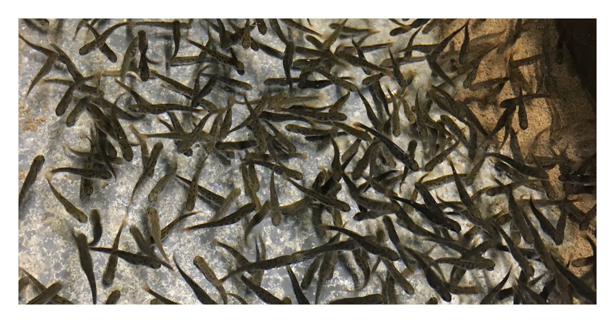 hundreds of small brown fish underwater