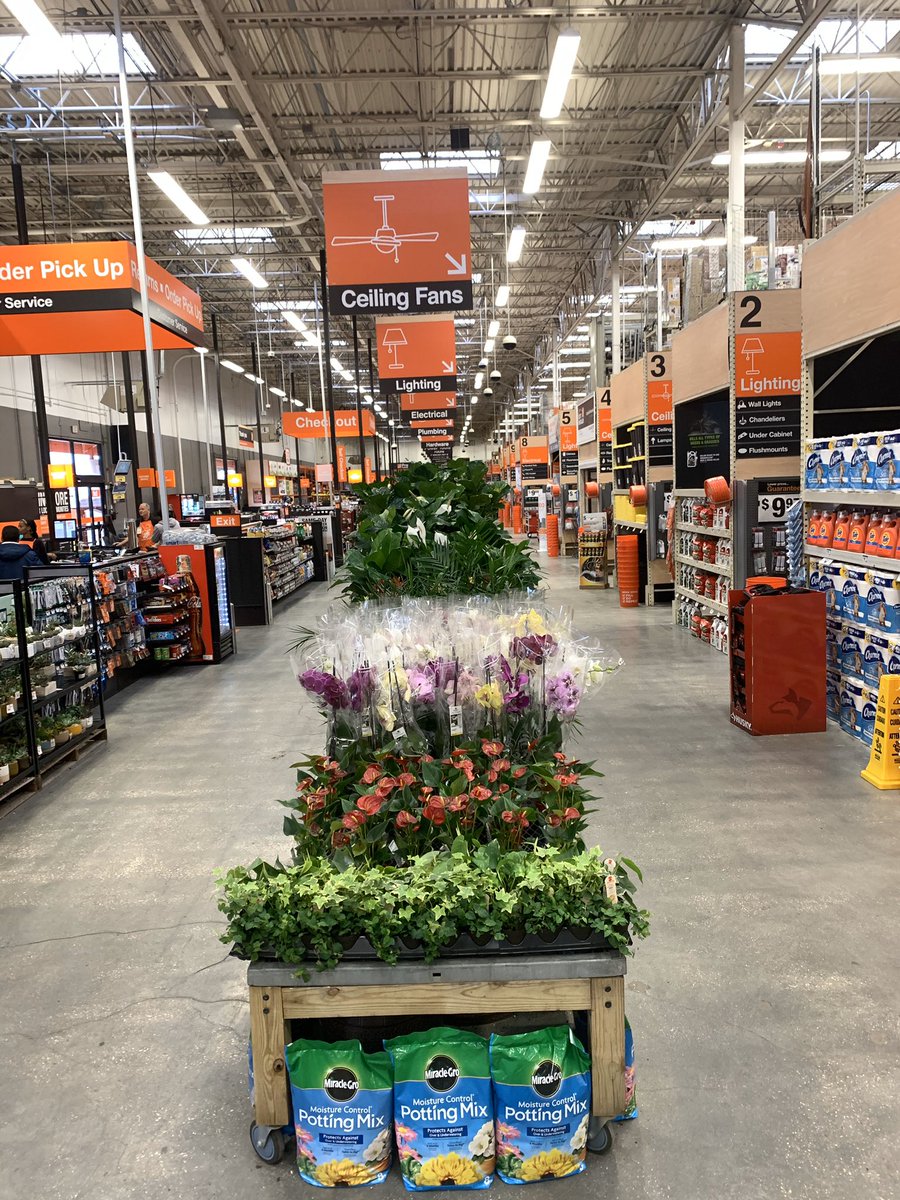 TAMMYLOYD1974's tweet photo. THD349 Beautiful Tropicals #JLQ @freddyplants @cathy4plants @BlakeOlivierHD @RyanLeBlancHD @Jleach777 https://t.co/cQjJmjBwMy