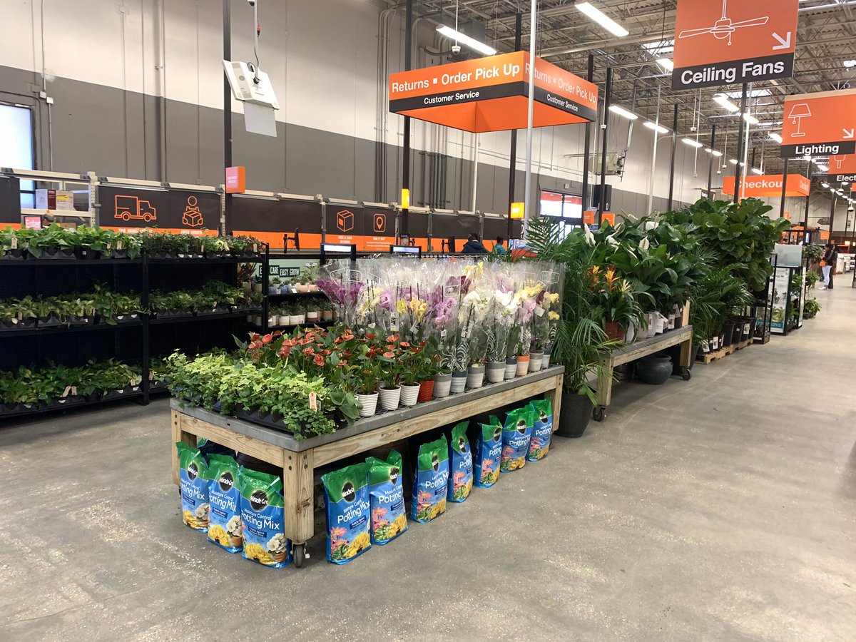 TAMMYLOYD1974's tweet photo. THD349 Beautiful Tropicals #JLQ @freddyplants @cathy4plants @BlakeOlivierHD @RyanLeBlancHD @Jleach777 https://t.co/cQjJmjBwMy