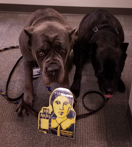 DanaKemery's tweet photo. Look at Flo practicing self-care hanging out with the Drexel Therapy Dogs! What are you doing with Flo today?@DrexelCNHP @Drexelsdogs 
 #DrexelFlatFlo #YearoftheNurseandMidwife #DrexelNursing #HowfarcanFlogo https://t.co/Vwtf1TxYis