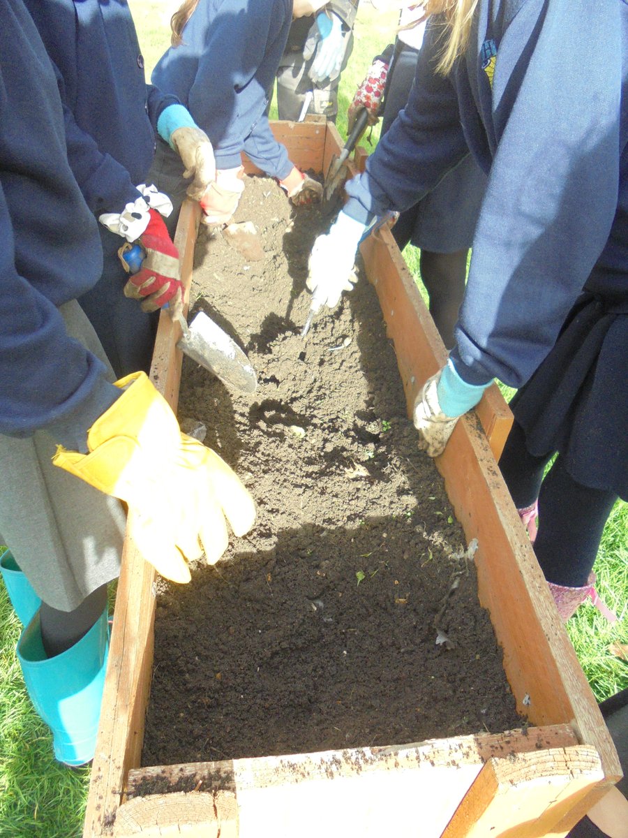 Year5TheHill's tweet photo. Gardening Club enjoyed digging up some carrots this week! #outdoorlearning #sustainability #seasonalvegetables https://t.co/RL0xIeSRD0
