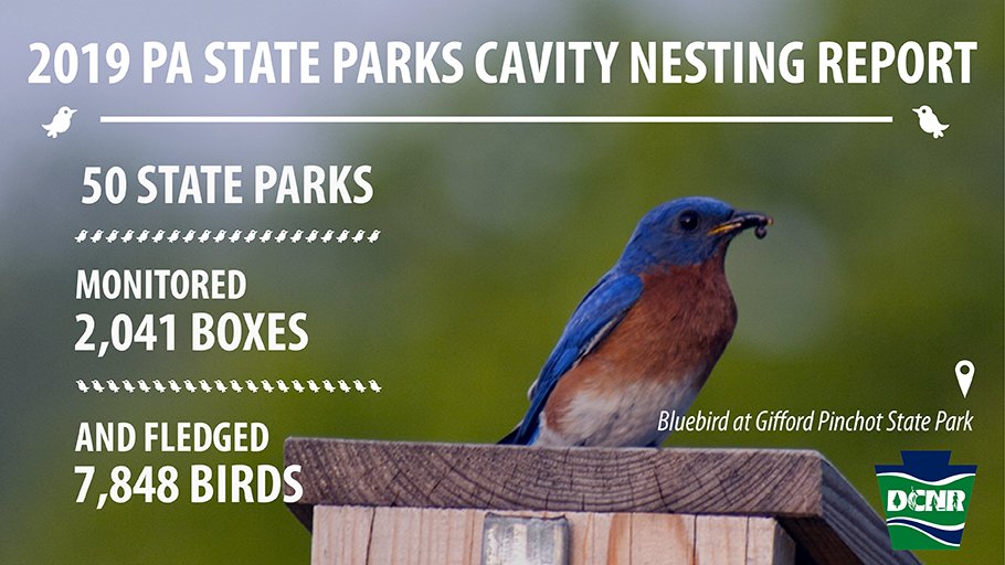 Close up of eastern blue bird on nesting box at Gifford Pinchot State Park and text that says: 2019 PA State Parks Cavity Nesting Report. 50 State Parks monitored 2,041 boxes and fledged 7,848 birds.