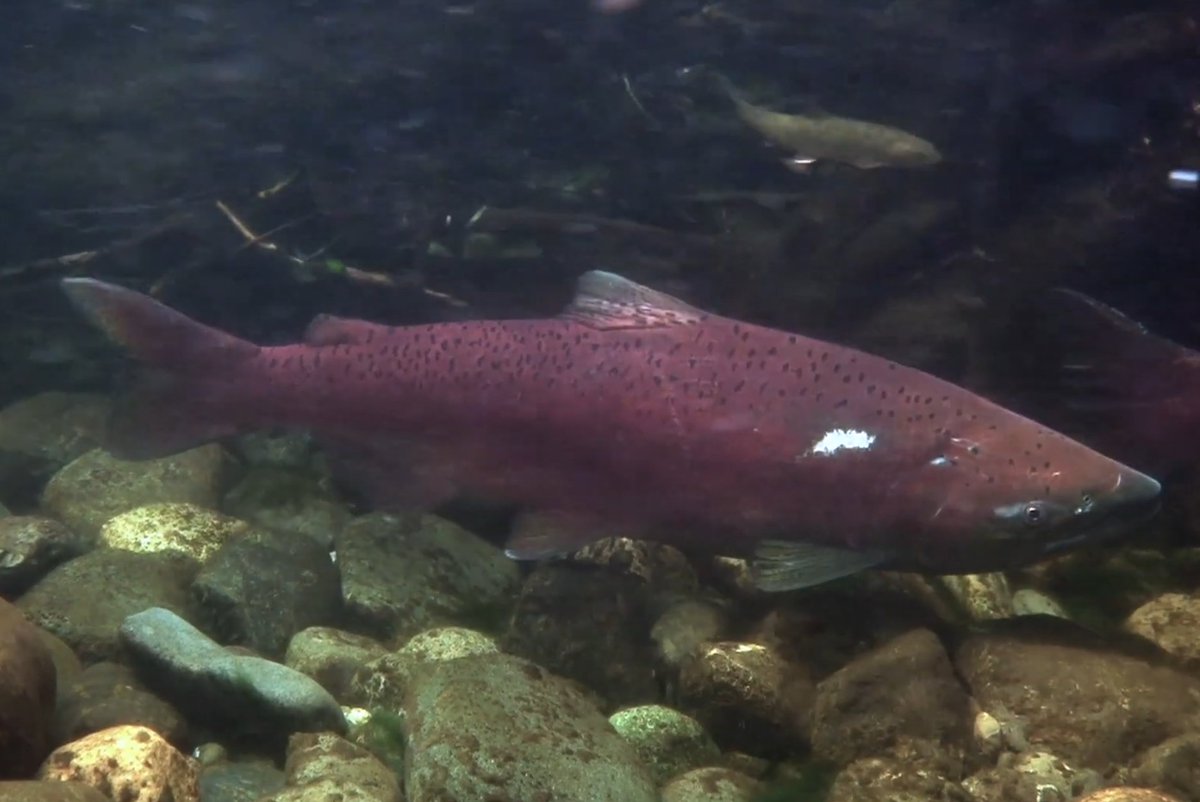 SmithsonianWLS's tweet image. Drumroll, please! 🥁 The moment you've all been waiting for has arrived: the premiere of #TheHeartbeat! Swim over to @GlobalSI to watch the video and learn more about the #SalmonAndPeopleProject:  global.si.edu/projects/salmo…