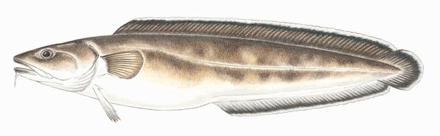 Cusk fish