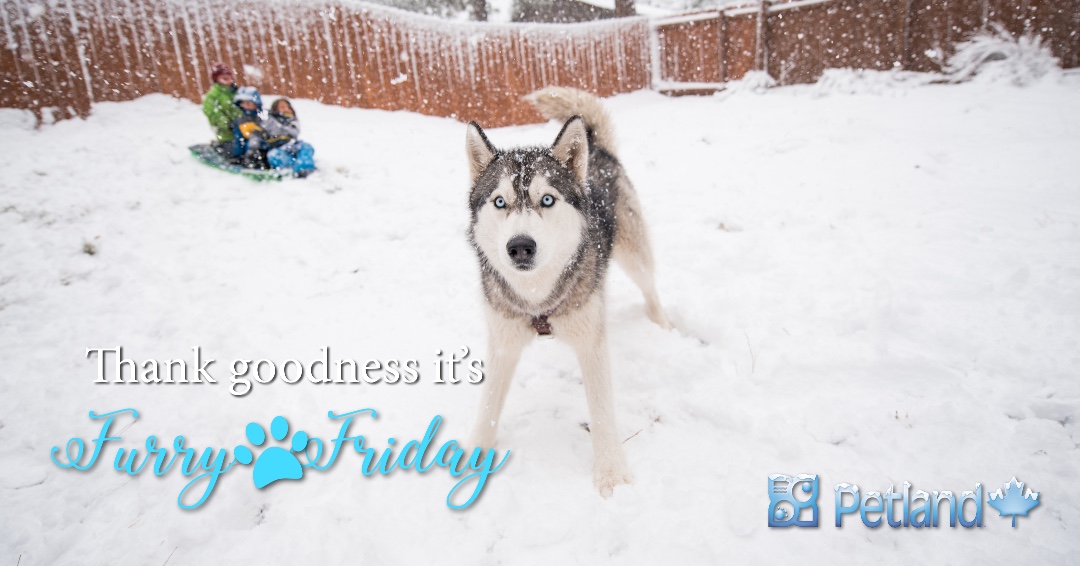 Furry Friday!☃️❄️