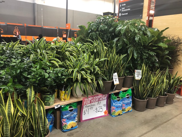 KurtzFarmsCT's tweet photo. It was great to visit @HD6225 @hdfairfield @HD6202 and see the great support for the 🌴 Tropical Extravaganza 🌴   Thank you Sam @hmalak , Matt @MattHyatt11 , Vanessa @V_Soto_G &amp; Jack @jackc4252  for being awesome partners and driving our business ! https://t.co/RWHRvFuipF