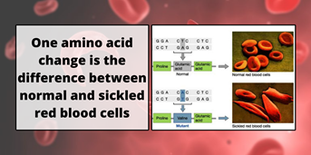 EmmausLifeSci's tweet photo. The difference between normal red blood cells and sickled red blood cells is one amino acid. This small change creates a disorder affecting over 100,000 Americans. #SCDfacts https://t.co/gSogKKoyOO