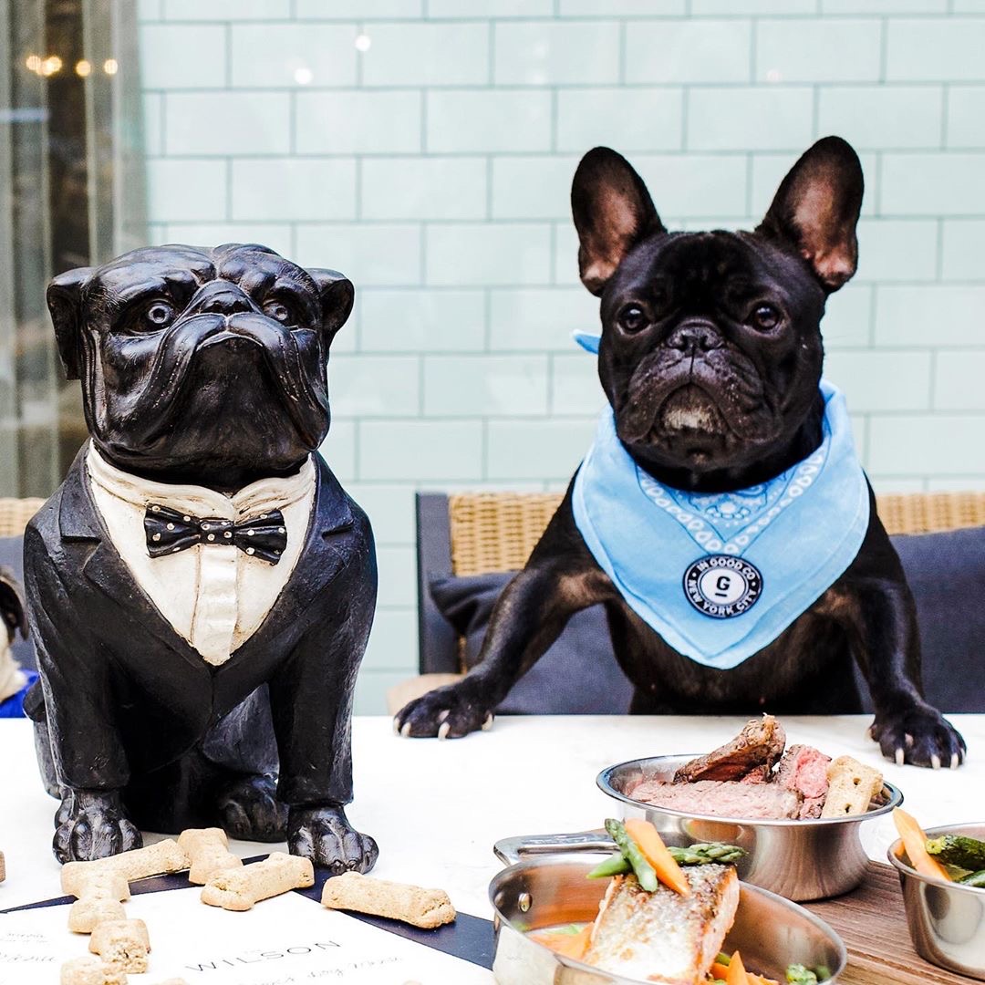 innsidenewyork's tweet photo. When you’ve had a ruff day, bring your pup to @TheWilsonNYC where you can both dine like champs. #StayCurious #StaywithPets #PetFriendly https://t.co/MPYDSEJNmU