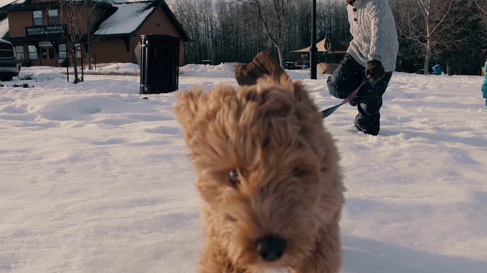 StonyPlainAB's tweet photo. It’s important to keep your furry friends active, even when it’s chilly! Umbach Off-Leash Dog Park is open year-round - Come #WinterWithUs! Find info about our off-leash dog park here: https://t.co/UmnuvitlRM #StonyPlain #MyStonyPlain https://t.co/dgRydCD9j1