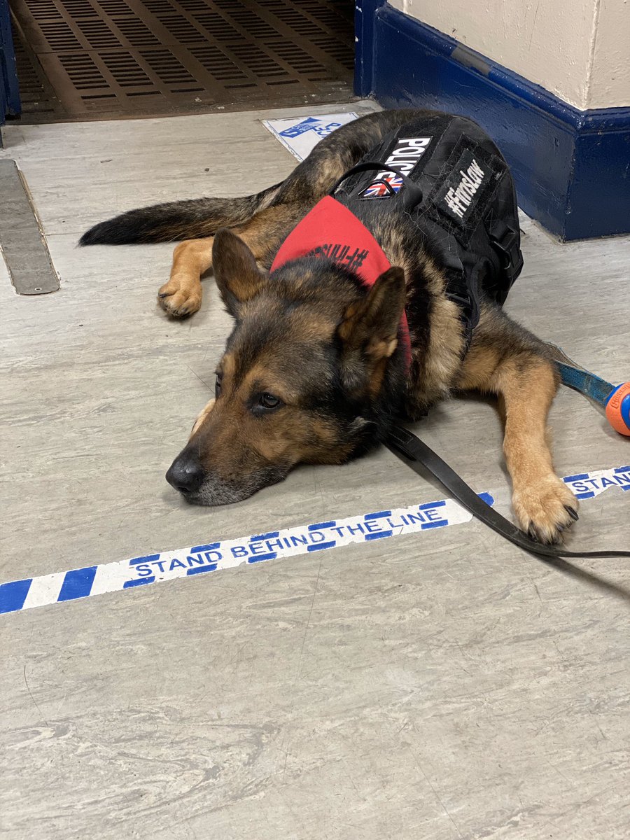 Finally met the one and only <a href="/K9Finn/">Fabulous Finn®️</a> <a href="/finnforchange/">Fabulous Finn</a> what a lovely boy!