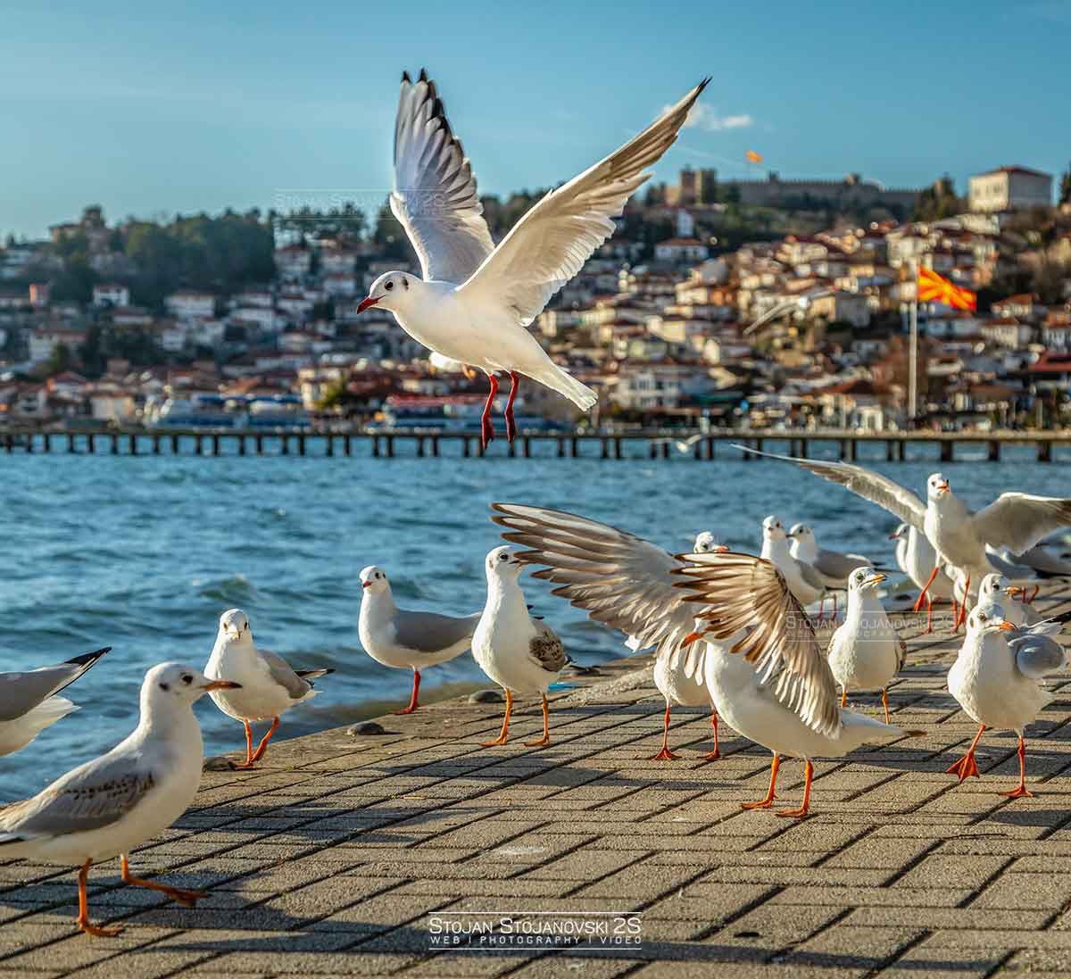 #lakeohrid #stojanstojanovski #2s #nature #photography