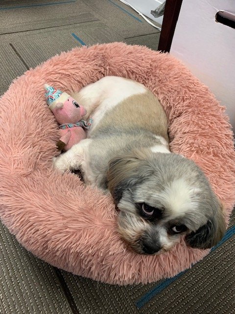 LindsayAtParks's tweet photo. @ParksAssociates It's hard work sneaking Super Bowl snacks and keeping office morale up! https://t.co/8AAAVDnmYb