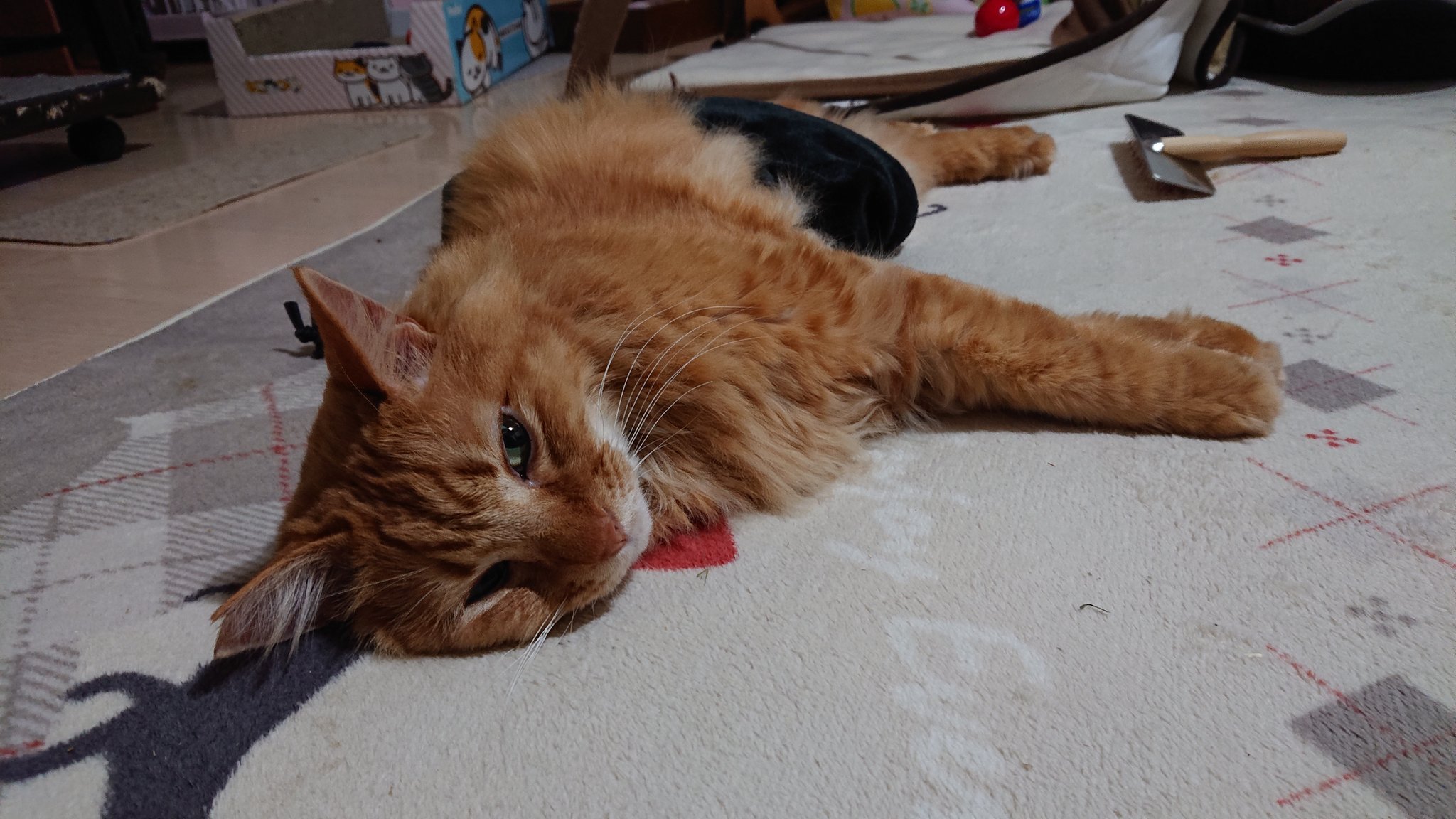 まゆ アームウォーマー腹巻きで温活中 末期癌 猫白血病 猫リンパ腫 Wキャリア 温灸 温活 保護猫 愛 猫 茶トラ 長毛茶トラねこ会 猫好き エイベット 癌と戦う 猫リンパ腫闘病中 T Co O3bcax6ken Twitter