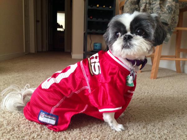 TailGateForDogs's tweet photo. Who do YOU think will win the super bowl? The San Francisco 49ers or the Kansas City Chiefs? all of us at Tail Gate would love to find out what your predictions are. #tailgatefordogs #superbowl #superbowlsunday #chiefs #49ers #winners https://t.co/wdVpkoAi4l