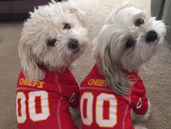 TailGateForDogs's tweet photo. Who do YOU think will win the super bowl? The San Francisco 49ers or the Kansas City Chiefs? all of us at Tail Gate would love to find out what your predictions are. #tailgatefordogs #superbowl #superbowlsunday #chiefs #49ers #winners https://t.co/wdVpkoAi4l