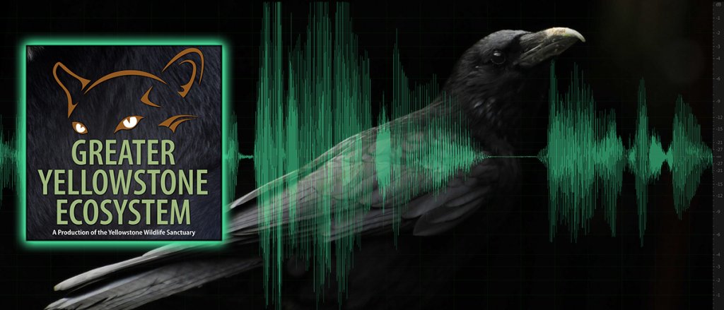 Adventures in (longer) podcasting garydrobson.com/2020/01/31/adv…