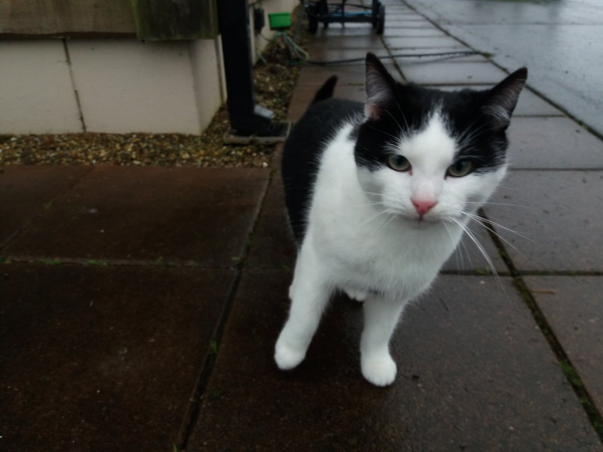 TawnylustLodge's tweet photo. Meet the two new guys at #TawnylustLodge : Pangur and Dubh, fostered from Joans Arc Sanctuary. Back up from Joan is great, drops by to see how they're doing, gives tips &amp; advice and often nice treats, not only for the 🐈🐱's! #catslife #catsofinstagram #CatsOfTwitter https://t.co/k8Y2Dh555d