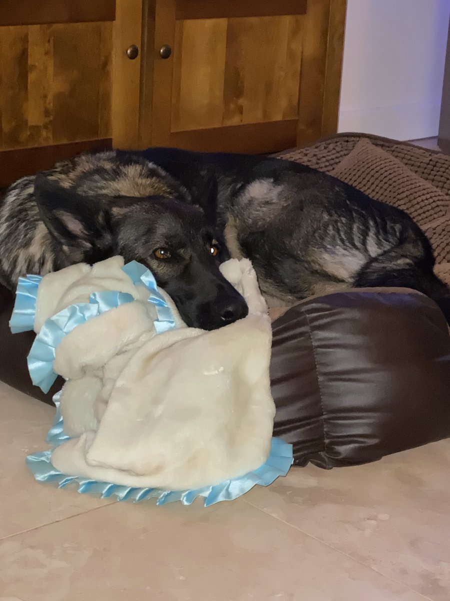 Me lying in my brown bed with my blue blanket