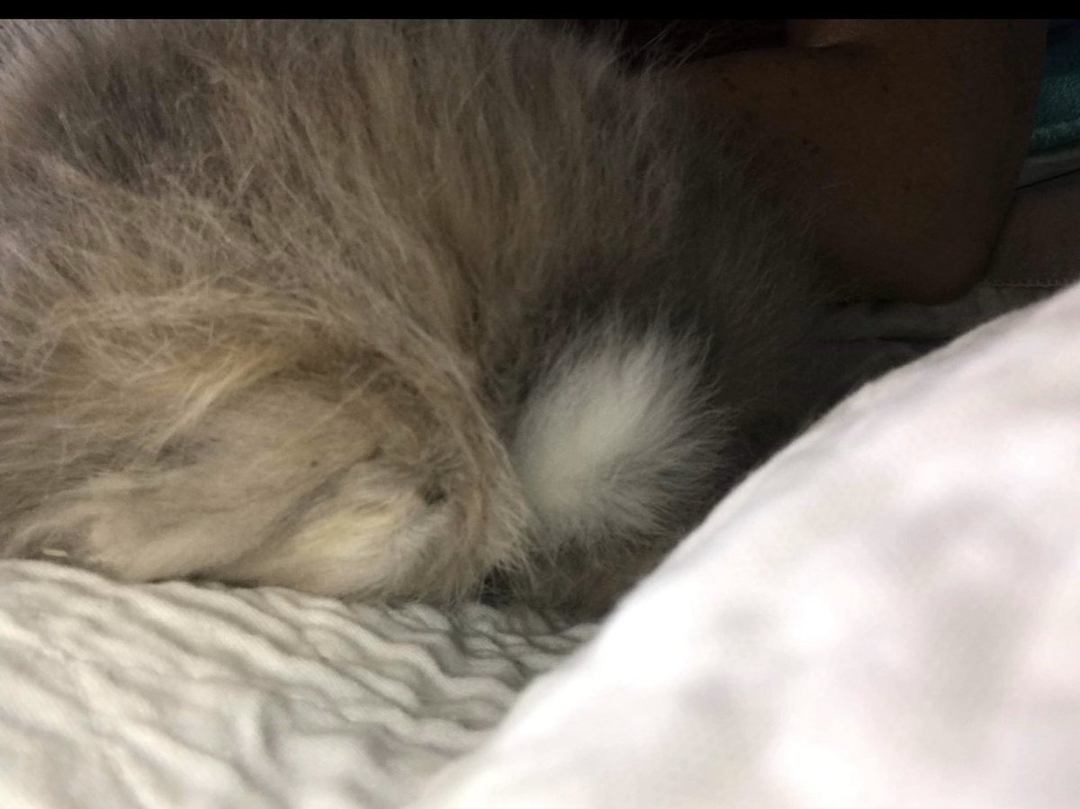 runbunmag's tweet photo. #BunnyButtFriday #EddieRabbitt #BrightEyesAlive https://t.co/mOihEB9J1T