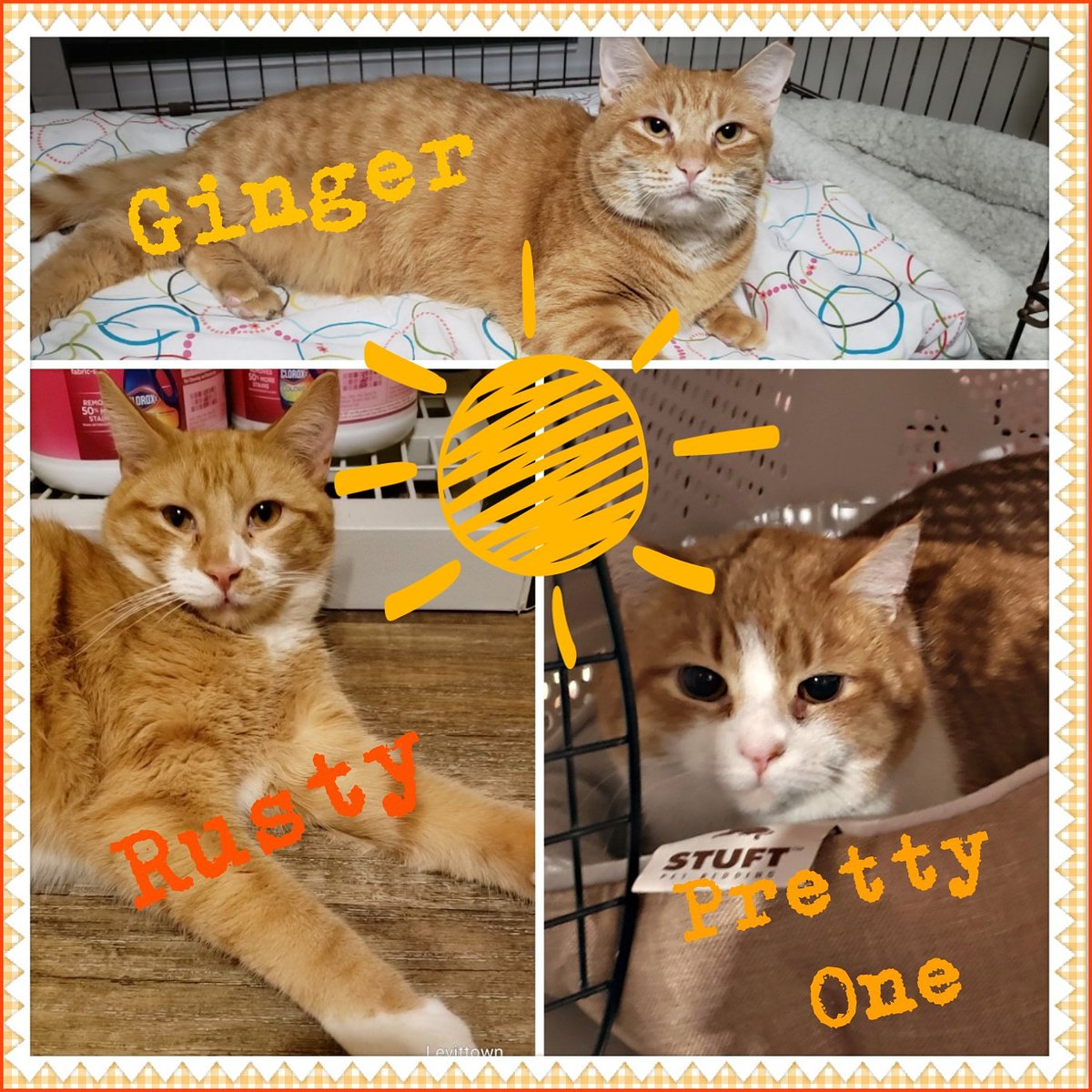 AdoptBingosCats's tweet photo. #Orange you glad it's #Friday?!
Our orange #cats wish you a very joyful #weekend! They know a lot of #adoption action goes down on the weekends - good luck 2 them!
If interested completed an app thru our website #bingosfoundation #adoptables #fridayfelines https://t.co/q0XwXh3Kk5 https://t.co/FfNiYxsFBw