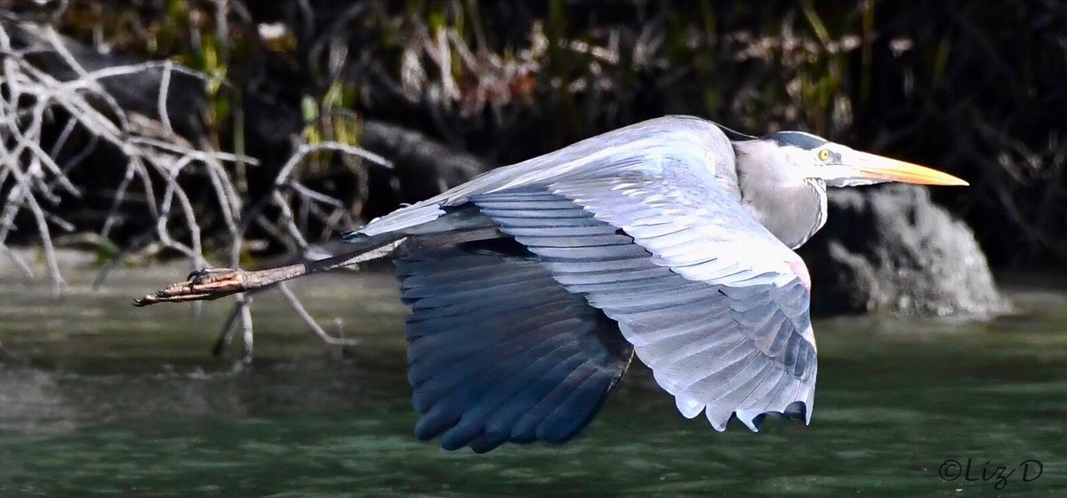 A close-up of a great blue heron in flight, flying low over the water, with a mangrove island in the background.