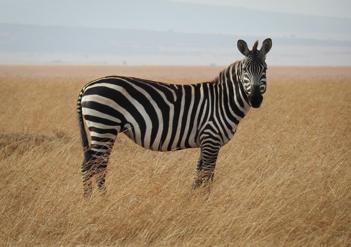Today is #internationalzebraday Did you know each zebra has its own set of lines, and these stripes are completely unique and represent something like a human fingerprint. #zebraday #zebra