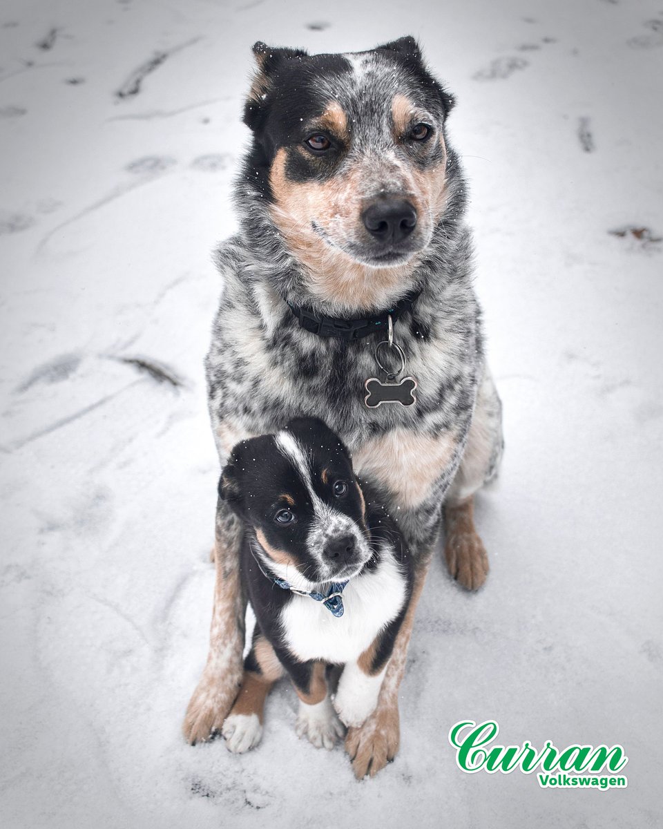 curranvw's tweet photo. Our Tiguan and Atlas are great vehicles for those with furry friends!

Where do you like to visit during the winter? https://t.co/LKMe1nJ2aF